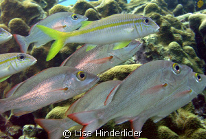 Goats n Snappers by Lisa Hinderlider 